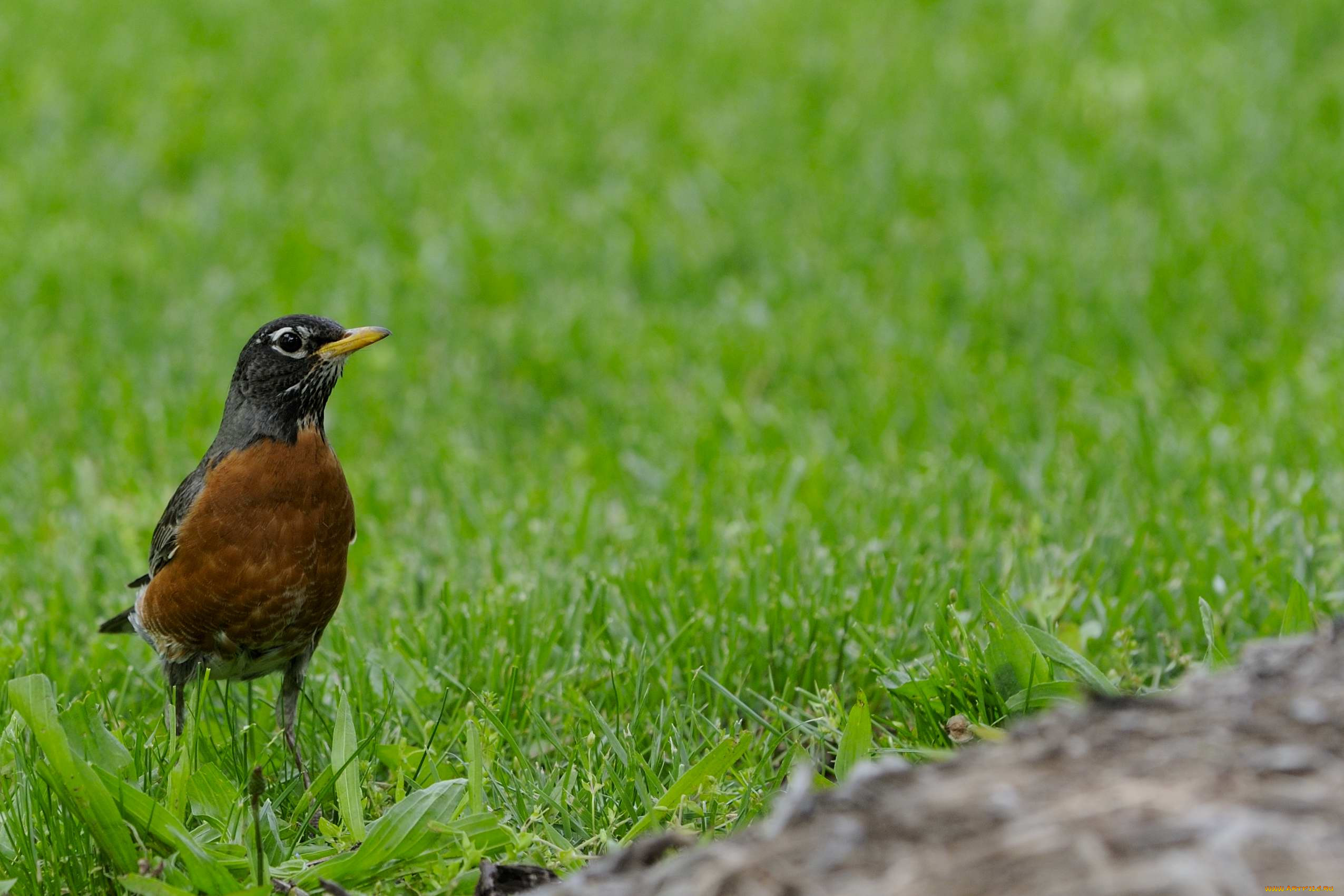 american, robin, , , , 